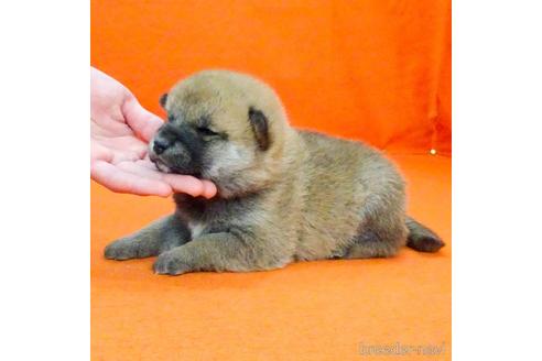 成約済の愛知県の柴犬-162193の2枚目